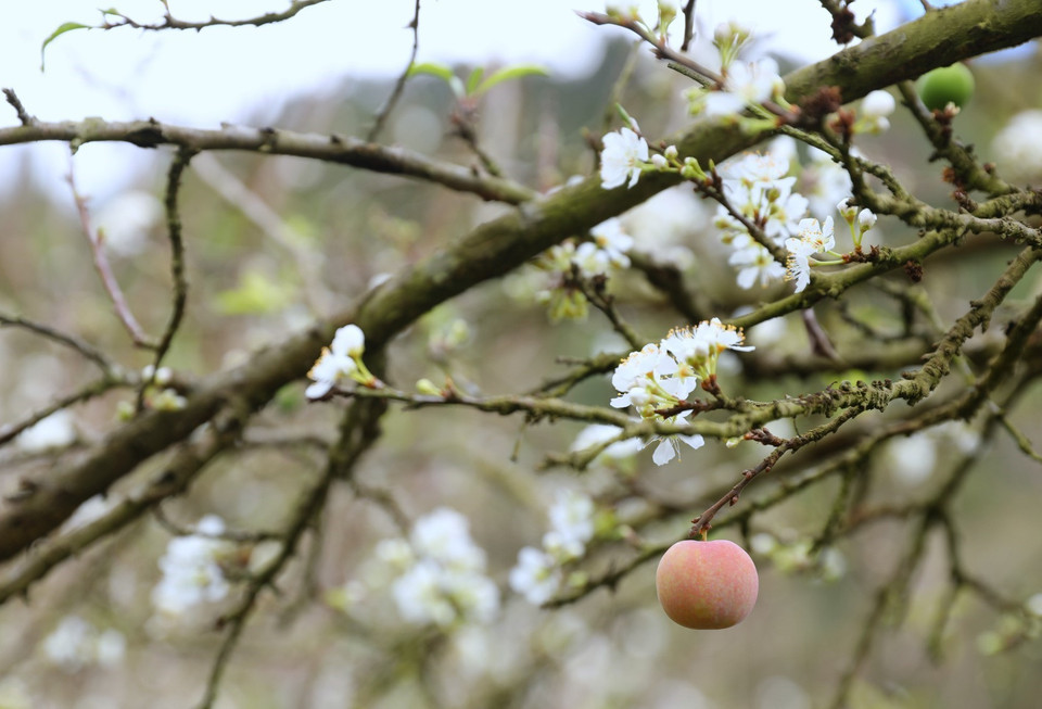 Thung lũng hoa mận Mu Náu nở trắng rừng lấp ló quả xanh, quả đỏ báo hiệu 1 mùa bội thu. (Ảnh: Thành Đạt/TTXVN)