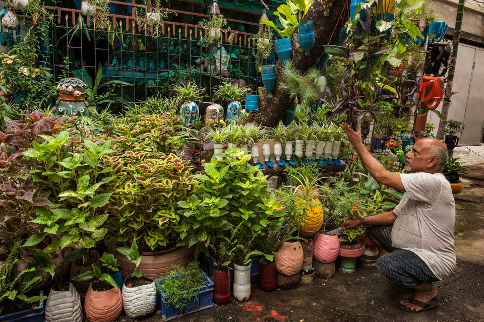 Ông Partha Sarathi Ganguly chăm sóc khu vườn xanh của mình ở Kolkata, Ấn Độ. (Ảnh: THX/TTXVN)
