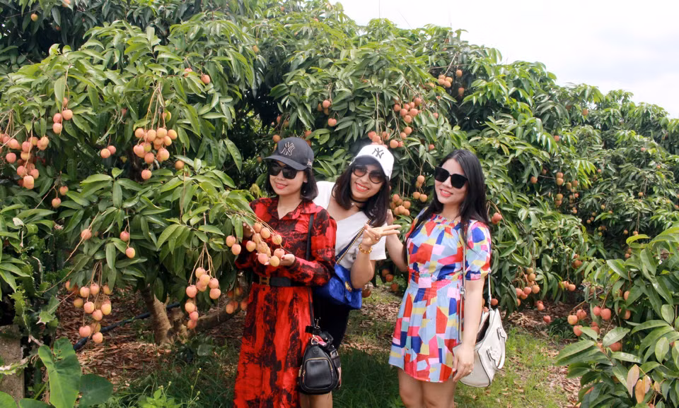 Du khách tham quan, chụp ảnh tại vườn vải thiều xã Nam Dương, Lục Ngạn, Bắc Giang. (Ảnh: TTXVN)