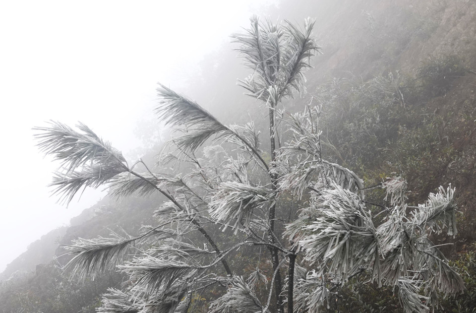 Băng giá tại đỉnh Trống Páo Sang. (Ảnh: Tuấn Anh/TTXVN)