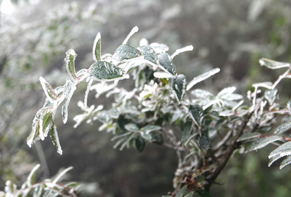 Băng giá tại đỉnh Trống Páo Sang. (Ảnh: Tuấn Anh/TTXVN)
