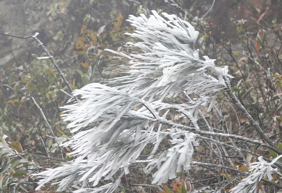 Băng giá xuất hiện trên tại vùng cao Mù Cang Chải (Yên Bái). (Ảnh: Tuấn Anh/TTXVN)