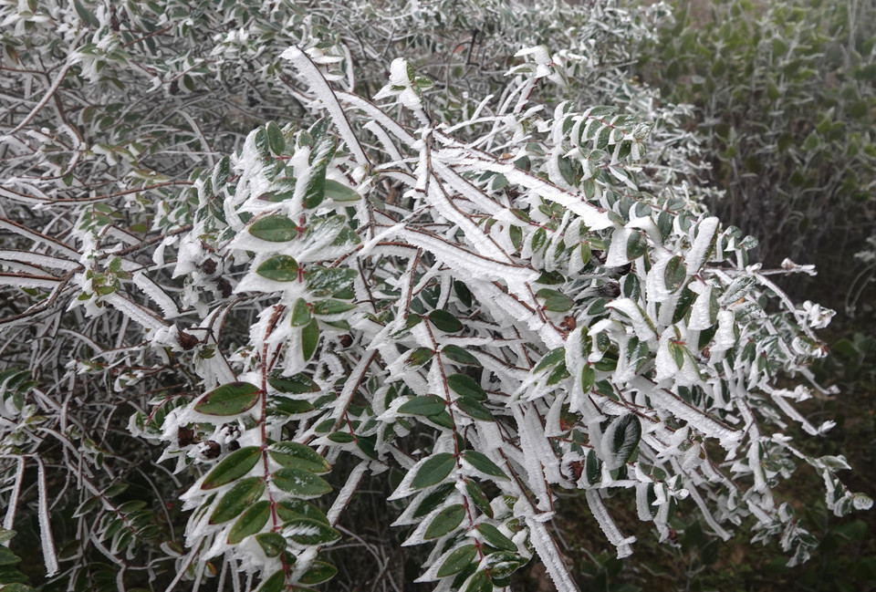 Băng giá tại đỉnh Trống Páo Sang. (Ảnh: Tuấn Anh/TTXVN)