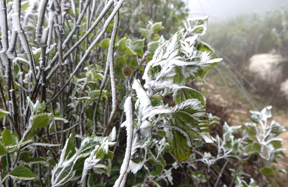 Băng giá tại đỉnh Trống Páo Sang. (Ảnh: Tuấn Anh/TTXVN)