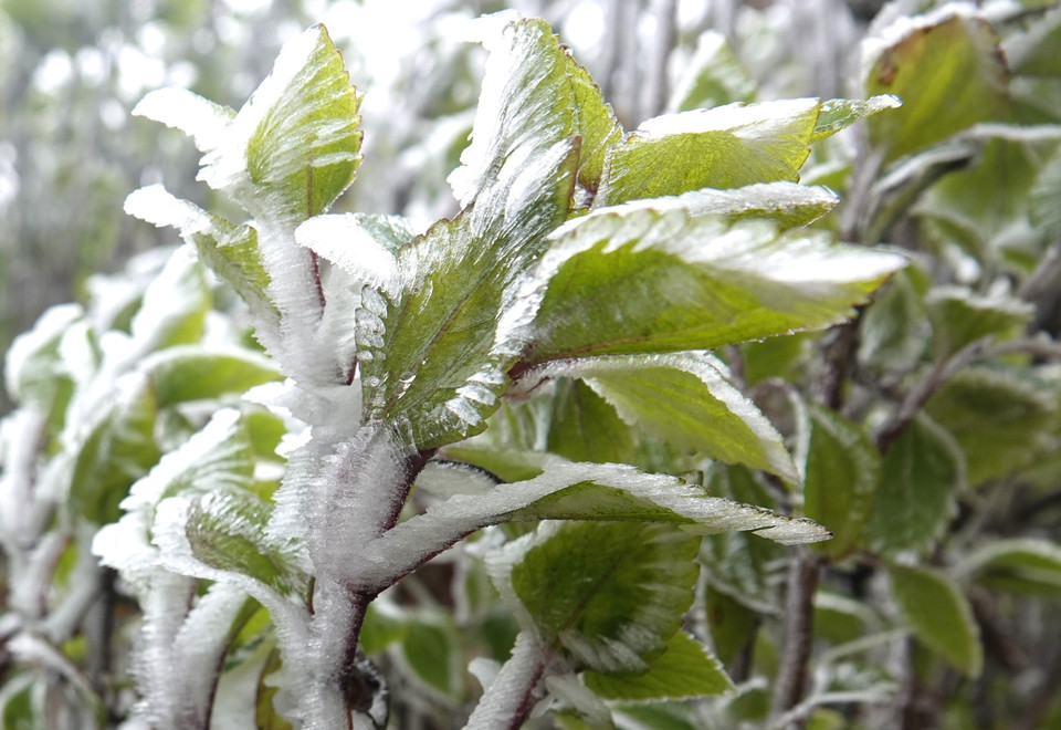 Băng giá tại đỉnh Trống Páo Sang. (Ảnh: Tuấn Anh/TTXVN)