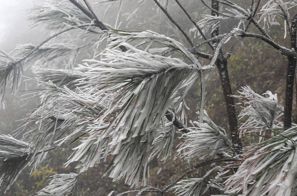 Băng giá tại đỉnh Trống Páo Sang. (Ảnh: Tuấn Anh/TTXVN)