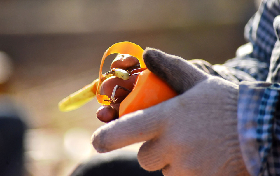 Người dân gọt vỏ hồng trước khi mang phơi tại tỉnh Sơn Đông, Trung Quốc, ngày 8/11/2020 (Nguồn: THX/TTXVN)