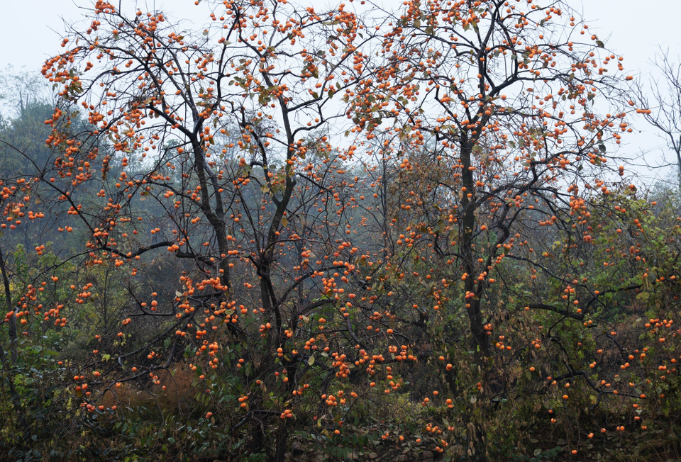 Hồng vàng trĩu quả trên cây ở tỉnh Thiểm Tây, Trung Quốc, ngày 27/10/2020 (Nguồn: THX/TTXVN)