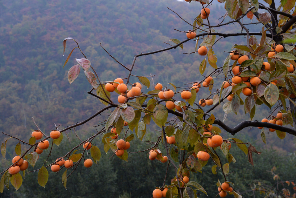 Hồng chín vàng rực trên cây tại tỉnh Thiểm Tây, Trung Quốc, ngày 27/10/2020 (Nguồn: THX/TTXVN)