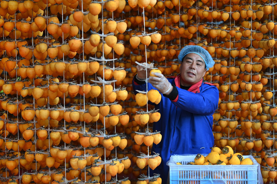 Người dân phơi hồng tại tỉnh Thiểm Tây, Trung Quốc, ngày 3/11/2020 (Nguồn: THX/TTXVN)