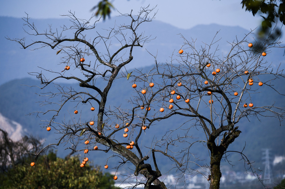 Hồng vàng trĩu quả trên cây ở Hàng Châu, tỉnh Chiết Giang, Trung Quốc, ngày 23/10/2020 (Nguồn: THX/TTXVN)