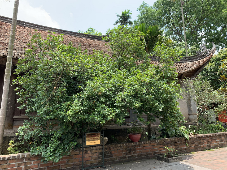 Cây hoa nhập nhân tọa lạc trong vuông đất nhỏ ngay sau tòa Tam Bảo, thoáng nhìn giống loài mai tứ quý nhưng cành mảnh mai, ít lá hơn. Theo Đại đức Thích Thanh Vịnh, Phó trụ trì chùa Vĩnh Nghiêm, các thế hệ nhà sư trụ trì ở đây cũng như người cao niên trong vùng vẫn truyền khẩu cây hoa này đã có khoảng 700 năm tuổi, gần bằng tuổi của ngôi chùa. Mặc dù ‘cao niên’ nhưng hiện nay cây không hề già cỗi mà vẫn xanh tươi. Hằng năm, cây nhập nhân nở hoa vào tháng Ba, tháng Tư âm lịch, rộ nhất là khi diễn ra lễ hội chùa Vĩnh Nghiêm. Hoa màu trắng, cánh mỏng hơn hoa nhài, ẩn sau vòm lá. Điều kỳ lạ là hoa chỉ tỏa hương thơm mát, dìu dịu khi có hơi người.(Ảnh: M.Mai/Vietnam+)