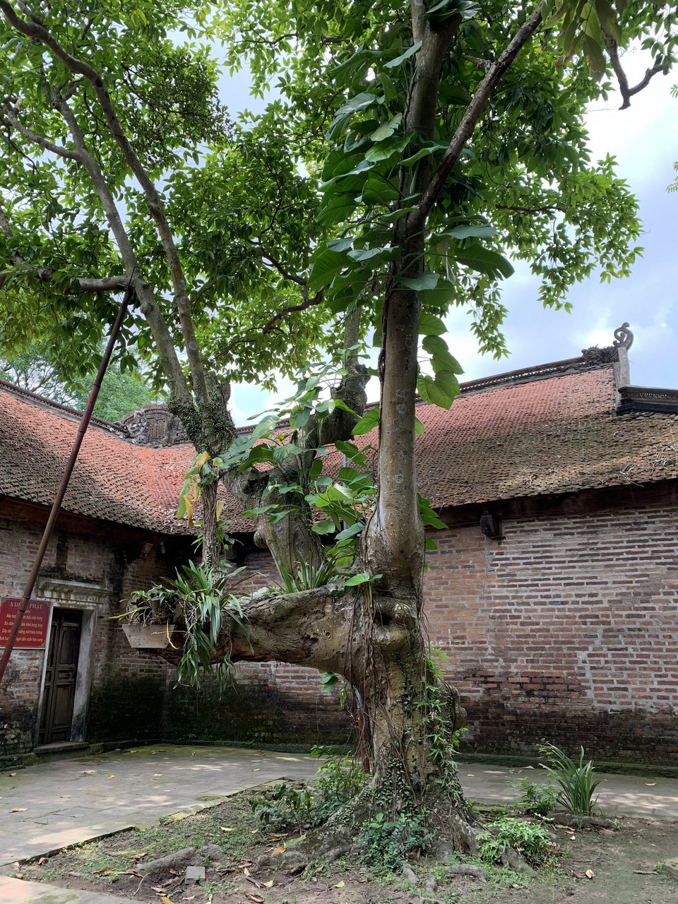 Mỗi gốc cây trong sân chùa đều vô cùng đặc biệt và độc đáo. (Ảnh: M.Mai/Vietnam+)