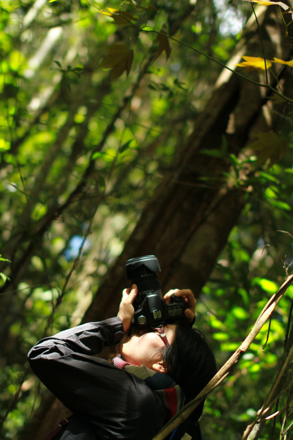 Vì thế, du khách phải chịu khó 'săn' nếu muốn có những hình ảnh đẹp của lá phong ở đây. (Ảnh: Xuân Mai/Vietnam+)