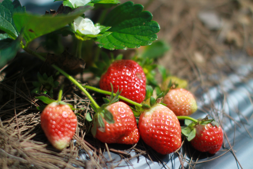 Chắc chắn rồi, đến Đà Lạt không thể không thưởng thức dâu tây. (Ảnh: Xuân Mai/Vietnam+)