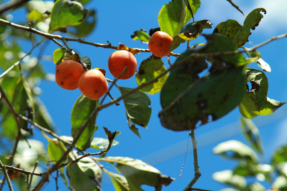 Hồng được trồng hữu cơ. (Ảnh: Xuân Mai/Vietnam+)