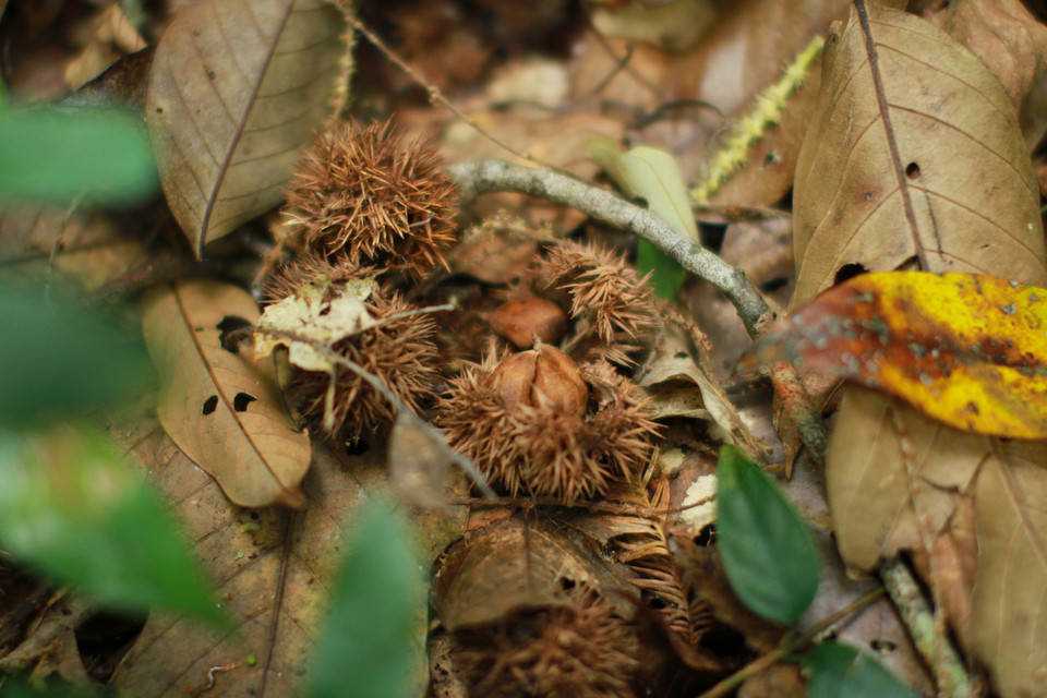 Như những quả dẻ rụng dưới gốc cây... (Ảnh: Xuân Mai/Vietnam+)