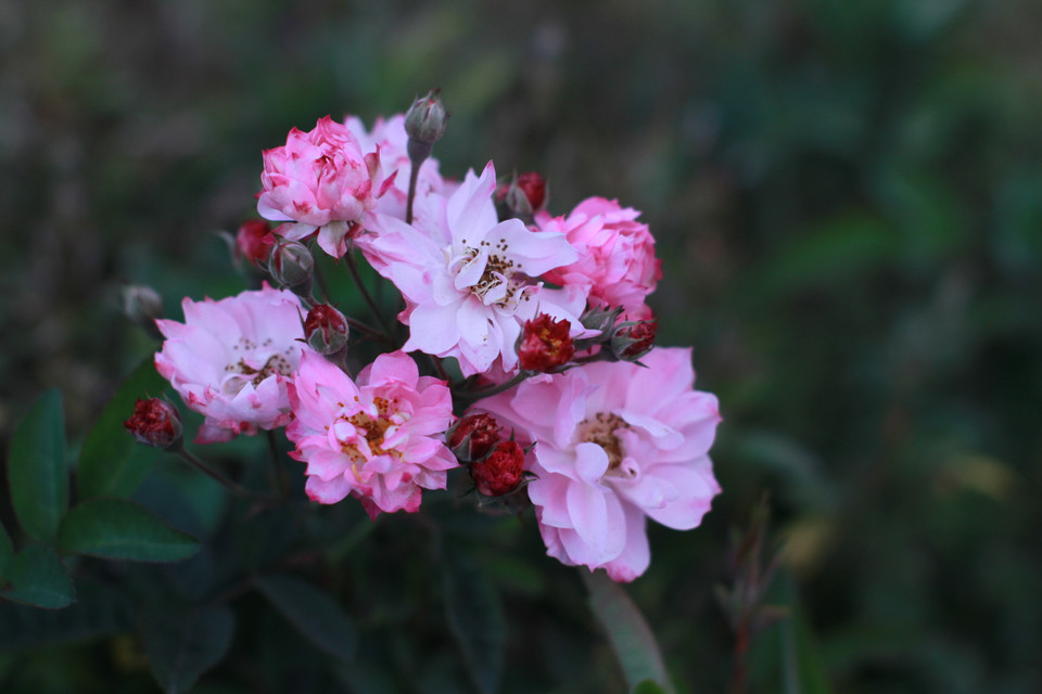 Được mệnh danh là xứ sở ngàn hoa của Việt Nam, nên đến bất cứ đâu ở thành phố Đà Lạt đều được phủ kín các loại hoa. Như bụi tường vy này là bao quanh một ngôi nhà cổ. (Ảnh: Xuân Mai/Vietnam+)