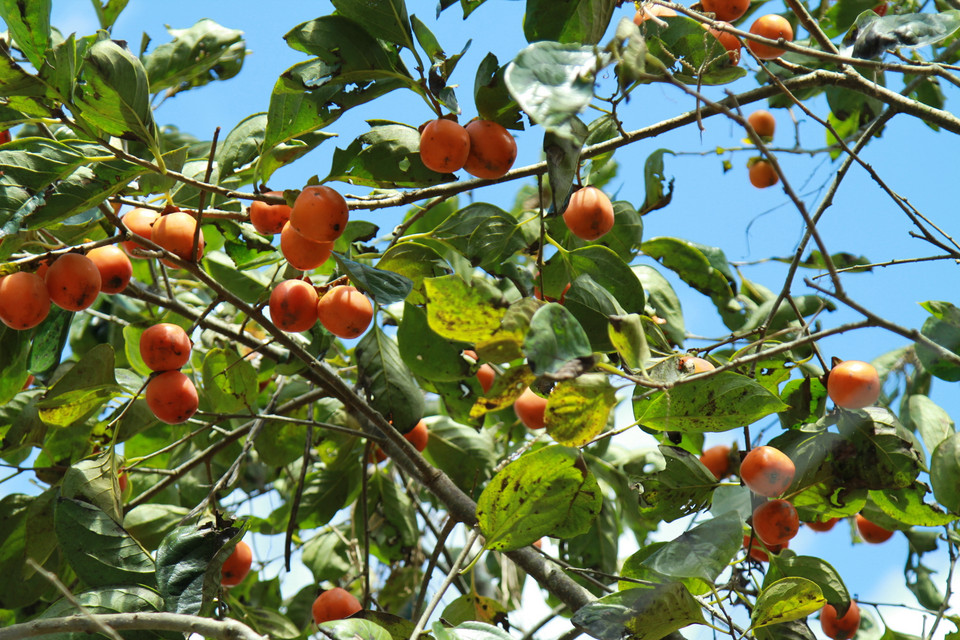 Những trái hồng lúc lỉu có vị ngọt và mát. (Ảnh: Xuân Mai/Vietnam+)