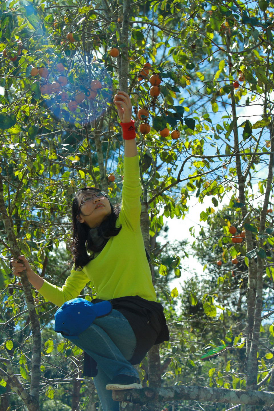 Sau hơn một giờ chèo thuyền, lên đảo bạn có thể tự tay hái hồng, một trong những đặc sản của Đà Lạt. (Ảnh: Xuân Mai/Vietnam+)