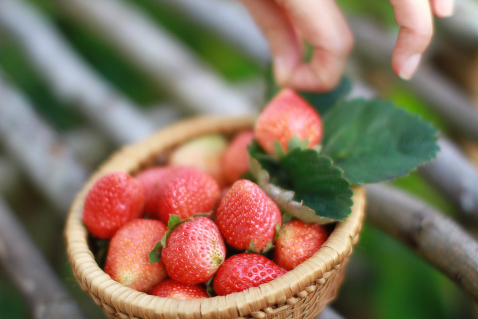 ... sẽ cho thu hoạch trái dâu to đều và sạch. (Ảnh: Xuân Mai/Vietnam+)