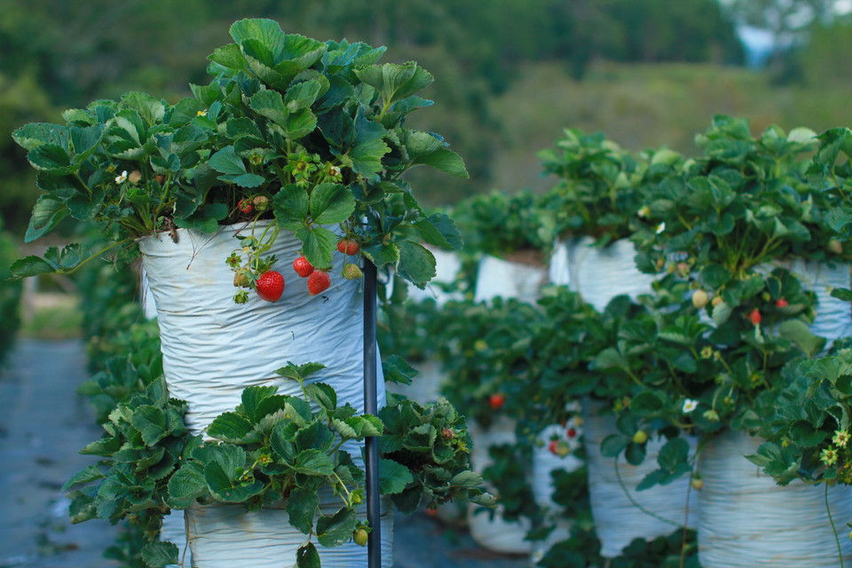 Phương pháp trồng mới... (Ảnh: Xuân Mai/Vietnam+)