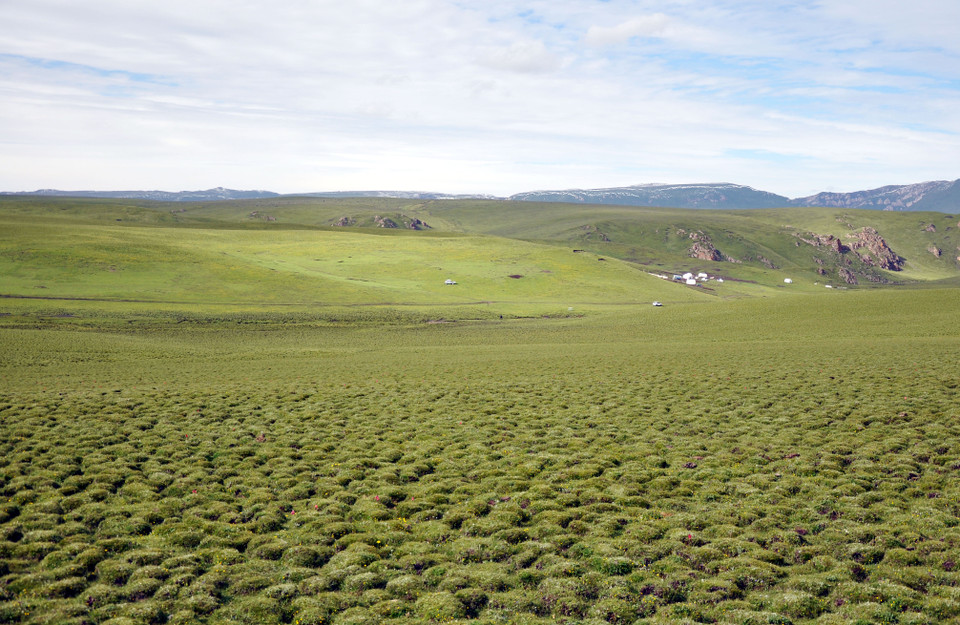 Với độ che phủ lớn, quần thể thực vật ở các thảo nguyên Cam Nam có nhiều chủng loại, chủ yếu bao gồm các loại có khả năng chịu lạnh cao. (Nguồn: Vietnam+)
