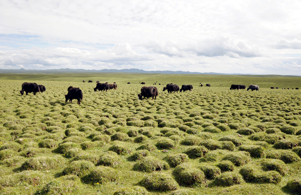 Châu Cam Nam sở hữu thảo nguyên Mỹ Nhân là một trong 10 thảo nguyên hàng đầu châu Á, là khu vực đồng cỏ được bảo tồn tốt nhất hiện nay, và được mệnh danh là kho thuốc bổ của Trung Quốc với hơn 100 loài thảo dược.(Nguồn: Vietnam+)