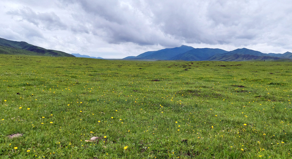 Với độ che phủ lớn, quần thể thực vật ở các thảo nguyên Cam Nam có nhiều chủng loại, chủ yếu bao gồm các loại có khả năng chịu lạnh cao. (Nguồn: Vietnam+)