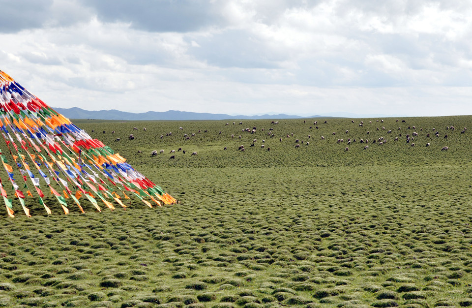 Nhờ có điều kiện thời tiết thuận lợi, thời gian nắng dài và lượng mưa dồi dào, các đồng cỏ ở đây gần như quanh năm được tươi tốt. (Nguồn: Vietnam+)