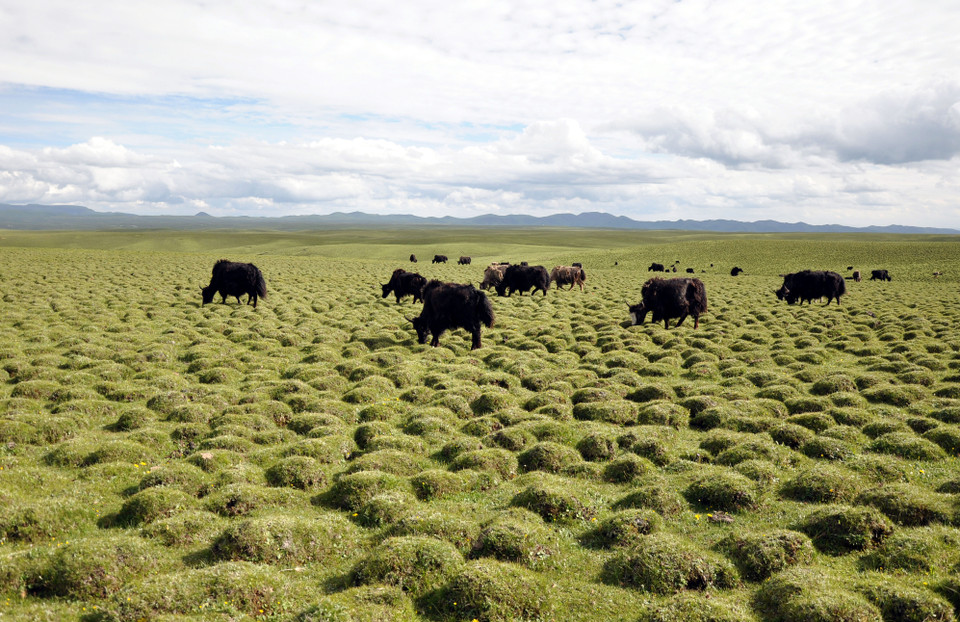 Cam Nam cũng rất nổi tiếng với những đàn bò Tây Tạng lông dài, giống bò đặc trưng của cao nguyên Thanh Tạng, chỉ sống ở độ cao trên 2.500m so với mực nước biển.(Nguồn: Vietnam+)