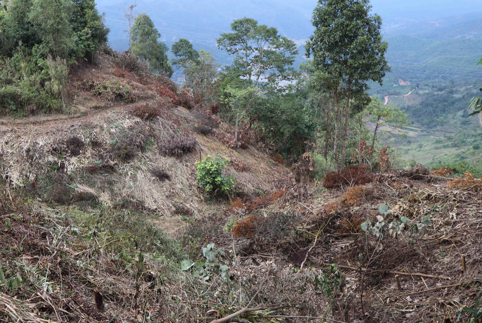 La liệt cành cây, thân cây rừng trạng thái rừng tái sinh thuộc rừng phòng hộ trên đèo Tằng Quái bị chặt hạ còn nằm tại hiện trường. (Ảnh: Xuân Tiến/TTXVN)