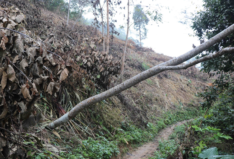 Vô số cây rừng thuộc rừng phòng hộ bị chặt hạ còn nằm tại hiện trường tại 3 vị trí thuộc Tiểu khu 693. (Ảnh: Xuân Tiến/TTXVN)