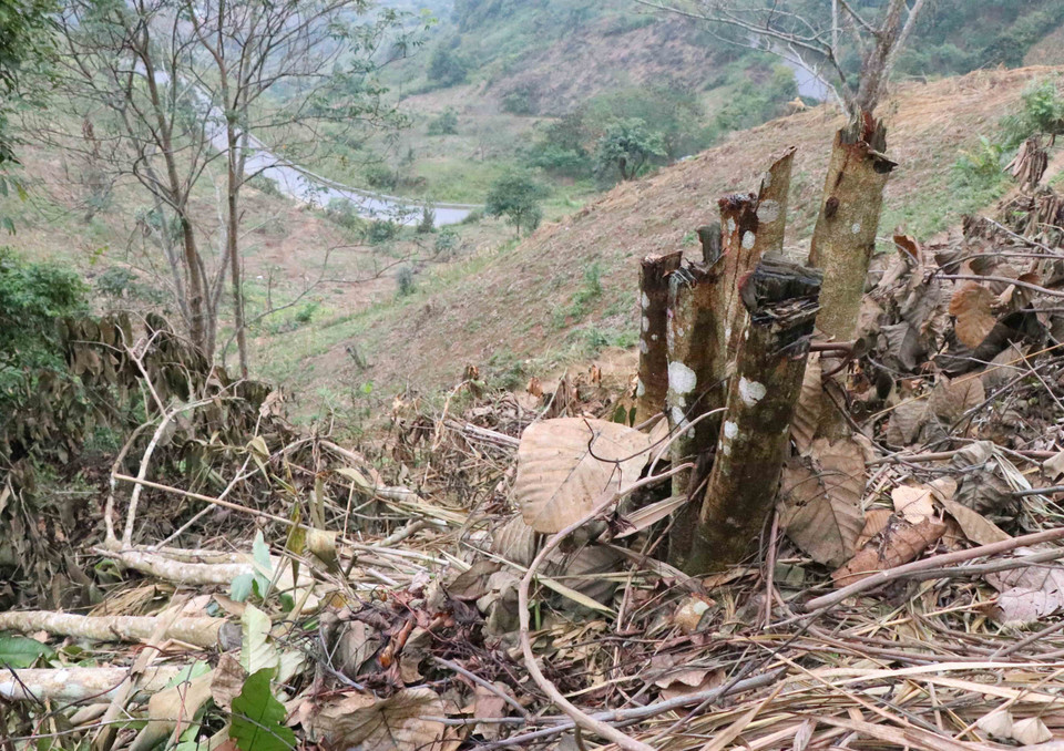 Hiện trường vụ phá rừng phòng hộ trên đèo Tằng Quái chỉ cách đường quốc lộ 279 khoảng mấy trăm mét theo đường chim bay. (Ảnh: Xuân Tiến/TTXVN)
