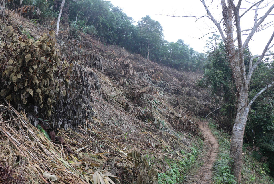 Một trong 3 địa điểm rừng quy hoạch rừng phòng hộ tại Tiểu khu 693 trên đèo Tằng Quái bị người dân chặt phá. (Ảnh: Xuân Tiến/TTXVN)