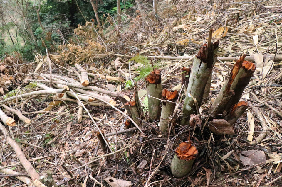 Cây trong rừng phòng hộ trên đèo Tằng Quái bị chặt phá gồm nhiều loại khác nhau, chủ yếu là những cây bản địa. (Ảnh: Xuân Tiến/TTXVN)