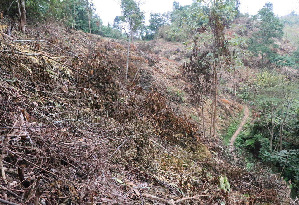 Khu vực rừng phòng hộ trên đèo Tằng Quái bị chặt phá trái phép có chiều dài hằng trăm mét, chạy dọc lưng chừng núi.(Ảnh: Xuân Tiến/TTXVN)