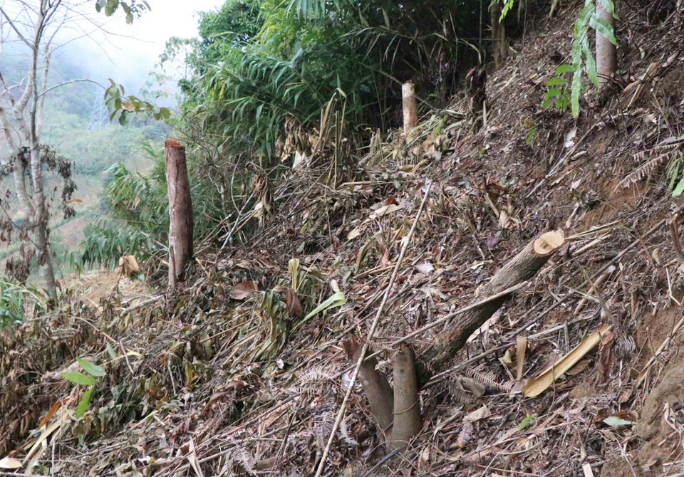 Những gốc cây rừng tại hiện trường rừng bị phá được người dân chặt hạ thủ công bằng dao, dấu vết tại vị trí chặt rất nham nhở. (Ảnh: Xuân Tiến/TTXVN)