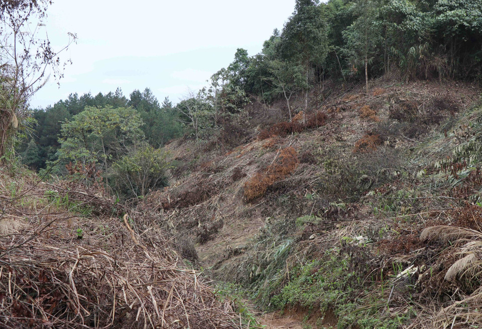 Hậu quả của vụ phá rừng khiến môi trường sinh cảnh, cảnh quan tự nhiên tại khu vực Tiểu khu 693 bị xâm hại, biến dạng nghiêm trọng, khó có khả năng phục hồi. (Ảnh: Xuân Tiến/TTXVN)