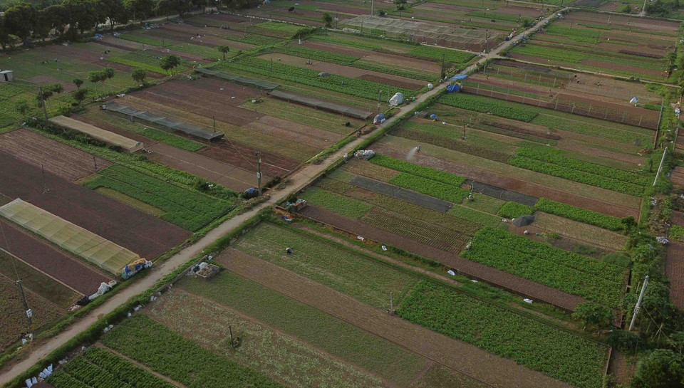 Cánh đồng chuyên canh trồng rau, củ, quả đảm bảo an toàn ở xã Tiền Yên, huyện Hoài Đức (Hà Nội) nhìn từ trên cao. (Ảnh: Vũ Sinh/TTXVN)