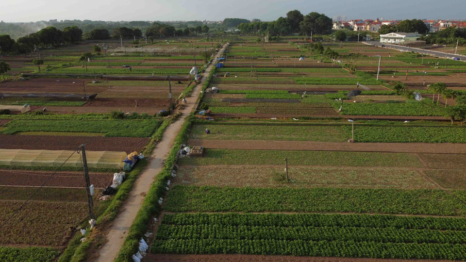 Cánh đồng chuyên canh trồng rau, củ, quả đảm bảo an toàn ở xã Tiền Yên, huyện Hoài Đức (Hà Nội), nhìn từ trên cao. (Ảnh: Vũ Sinh/TTXVN)