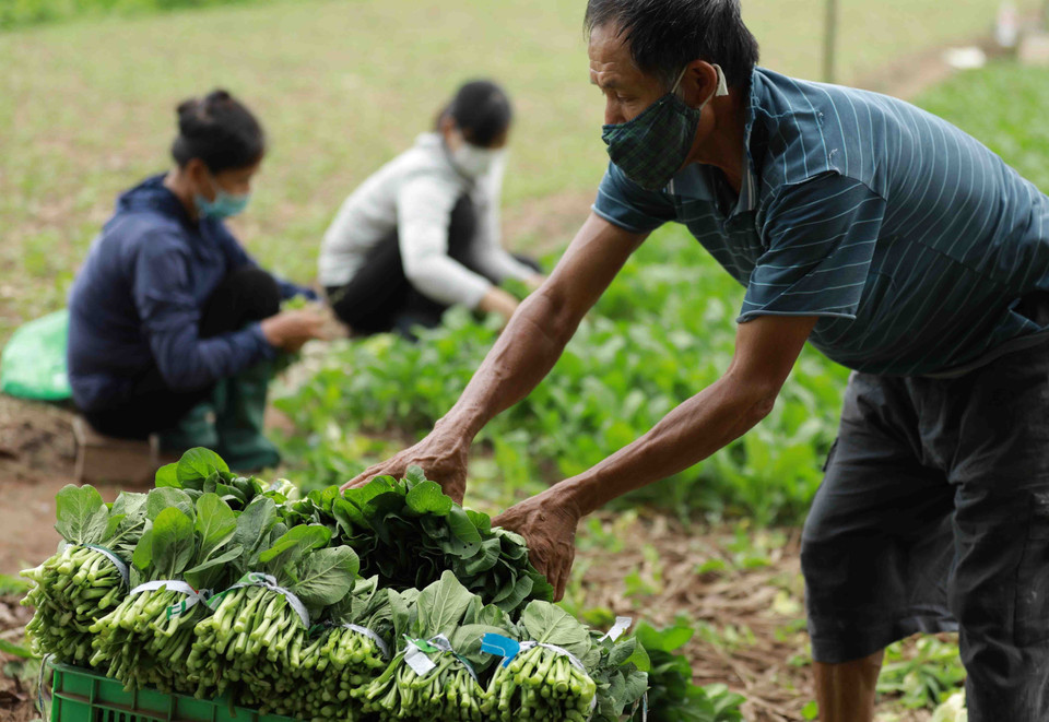 Hộ nông dân Nguyễn Đức Hiếu ở thôn Tiền Lệ, xã Tiền Yên, huyện Hoài Đức, thu hoạch rau cải xanh để phục vụ người dân trong những ngày thực hiện giãn cách xã hội. (Ảnh: Vũ Sinh/TTXVN)
