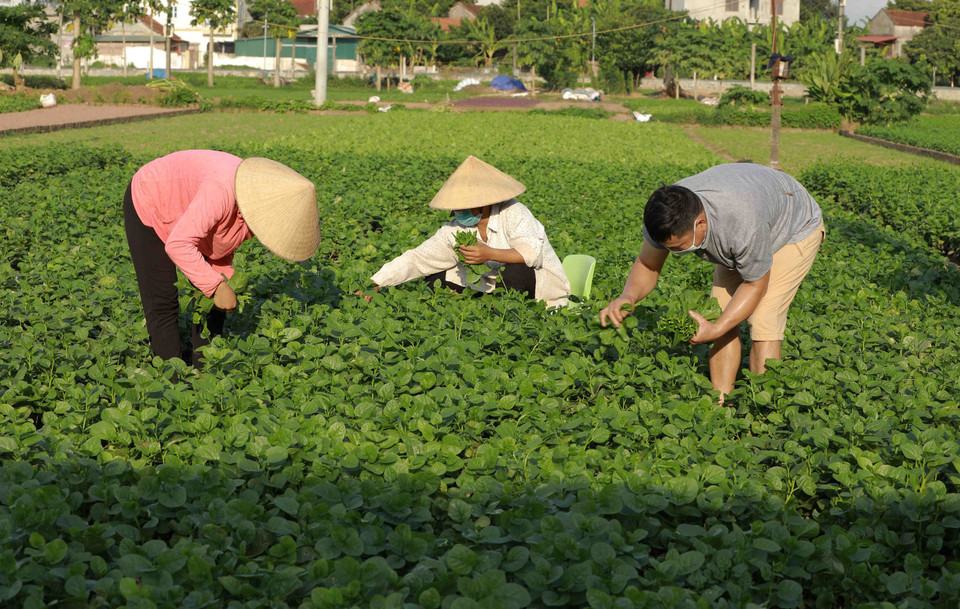 Nông dân ở xã Tiền Yên, huyện Hoài Đức, thu hoạch rau xanh để phục vụ người dân trong những ngày thực hiện giãn cách xã hội. (Ảnh: Vũ Sinh/TTXVN)