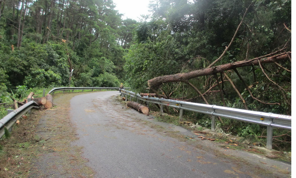 Cây trong rừng Quốc gia Tam Đảo bị bão đánh gãy, đổ ra đường. (Ảnh: Nguyễn Thảo/TTXVN) 
