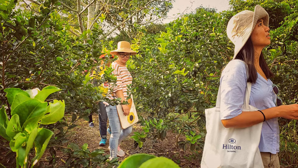 Mỗi năm có hàng trăm nghìn lượt khách trong và ngoài nước đến thăm quan 'thủ phủ' trái cây Phong Điền. (Ảnh: M.Mai/Vietnam+)