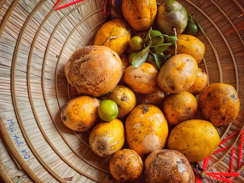 Tự tay hái quả chín trên cây và thưởng thức tại chỗ là một trải nghiệm thú vị. (Ảnh: M.Mai/Vietnam+)