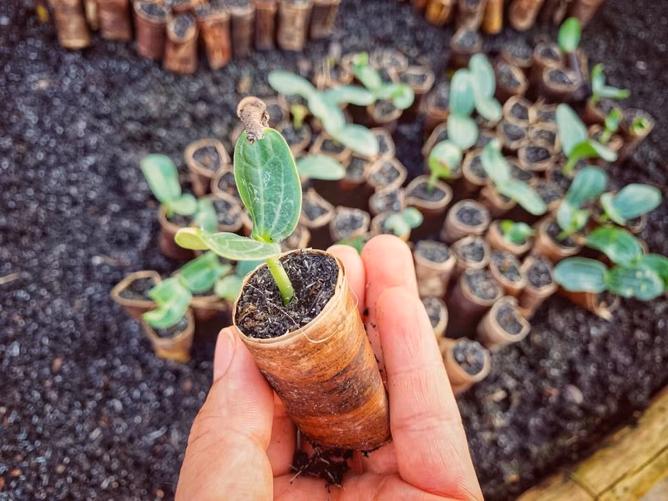 Làng nghề thân thiện môi trường nên không sử dụng bao nilon mà dùng bọc bằng lá chuối. (Ảnh: M.Mai/Vietnam+)