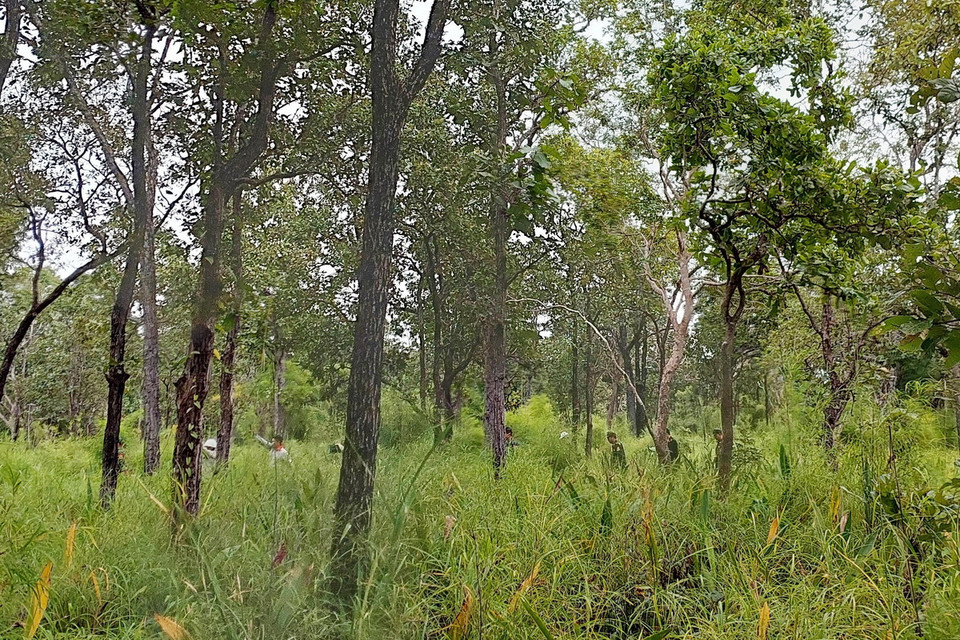 Các lực lượng chức năng tiếp cận hiện trường tại tiểu khu 428, thuộc Vườn Quốc gia Yok Đôn, xã Krông Na, huyện Buôn Đôn, tỉnh Đắk Lắk. (Ảnh: Tuấn Anh/TTXVN)