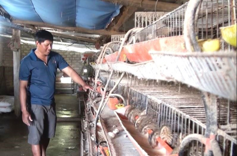 Trang trại của anh Lê Đức Hà ở xã Văn Hóa, huyện Tuyên Hóa, tỉnh Quảng Bình đã từng bước khôi phục sản xuất. (Ảnh: Võ Dung/TTXVN)