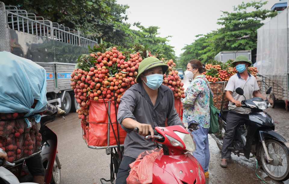 Những chuyến hàng vải chín sớm cuối cùng được mang đi tiêu thụ tại xã Phượng Sơn, huyện Lục Ngạn. (Ảnh: Danh Lam/TTXVN)